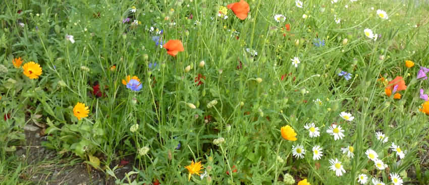The first wildflower bed, August 2012
